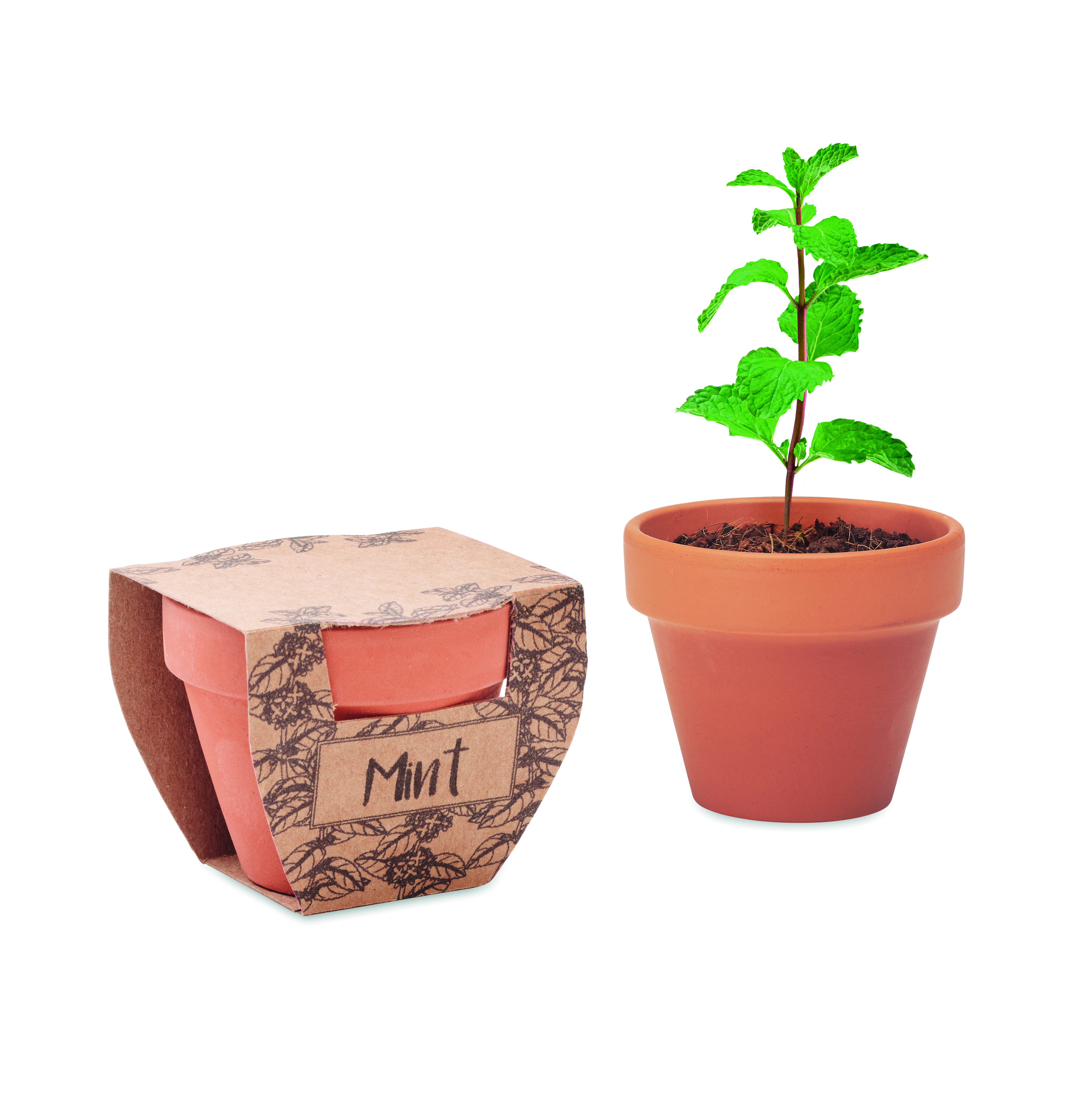 MINT POT