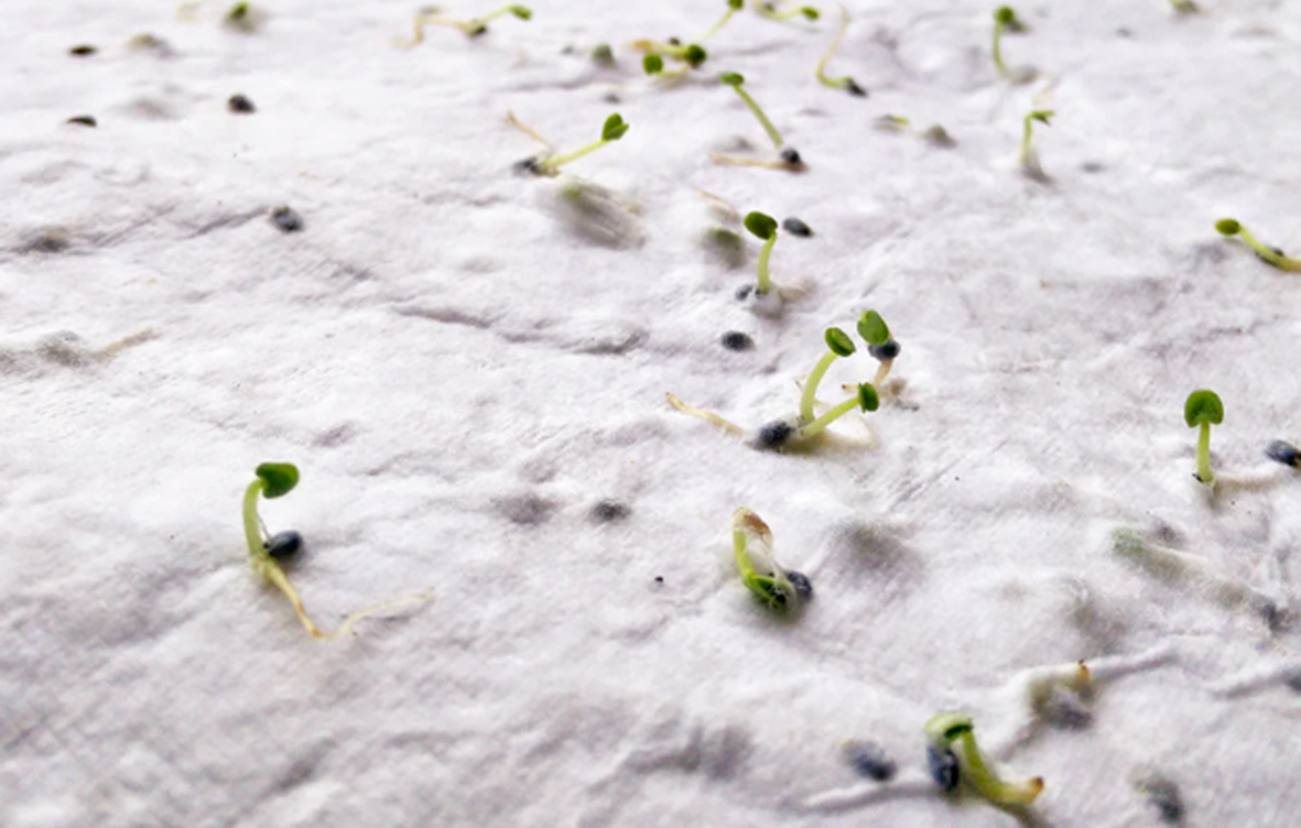 Kerne, Kresse, Sprösslinge, Samenkeimung, Ikeine Marken