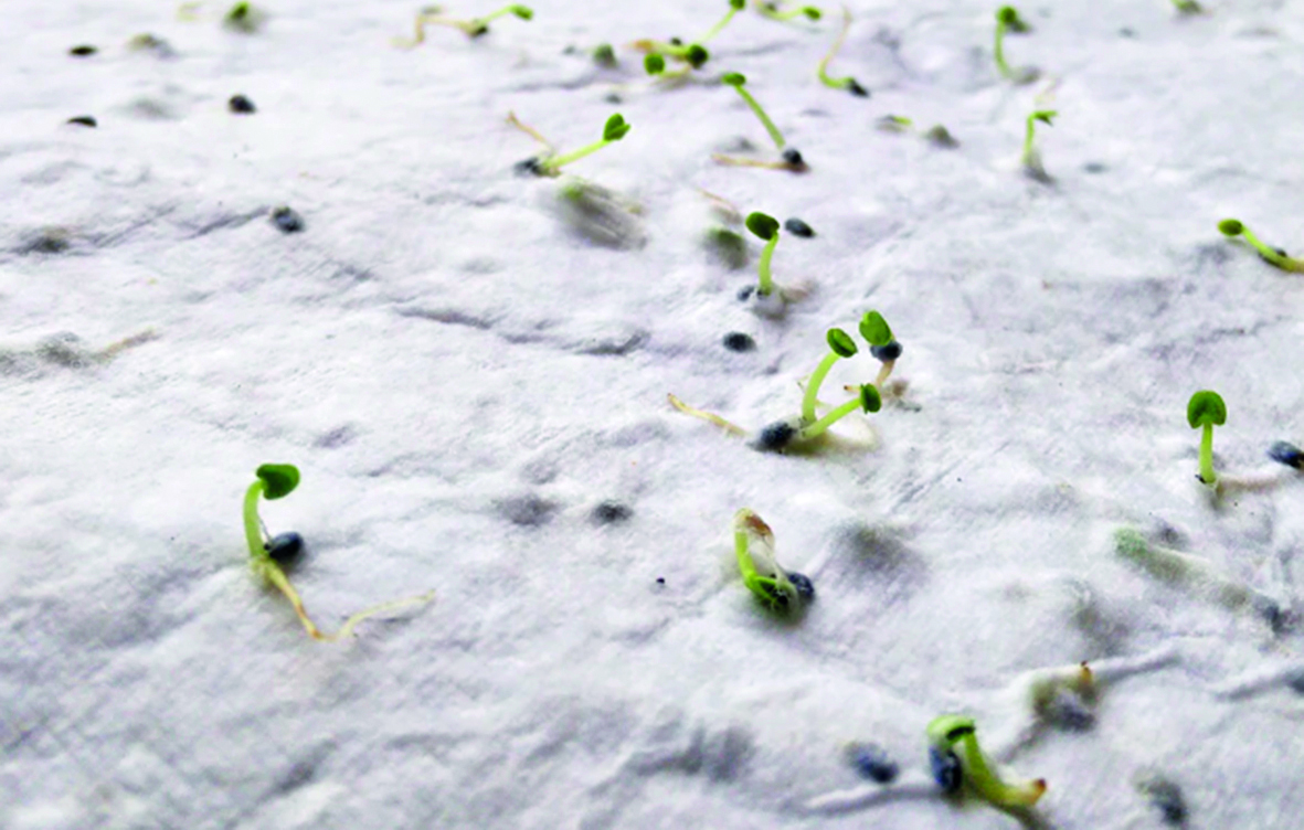 Kresse, Sprossen, Kleine Keimlinge, Grün, Mikrogrün