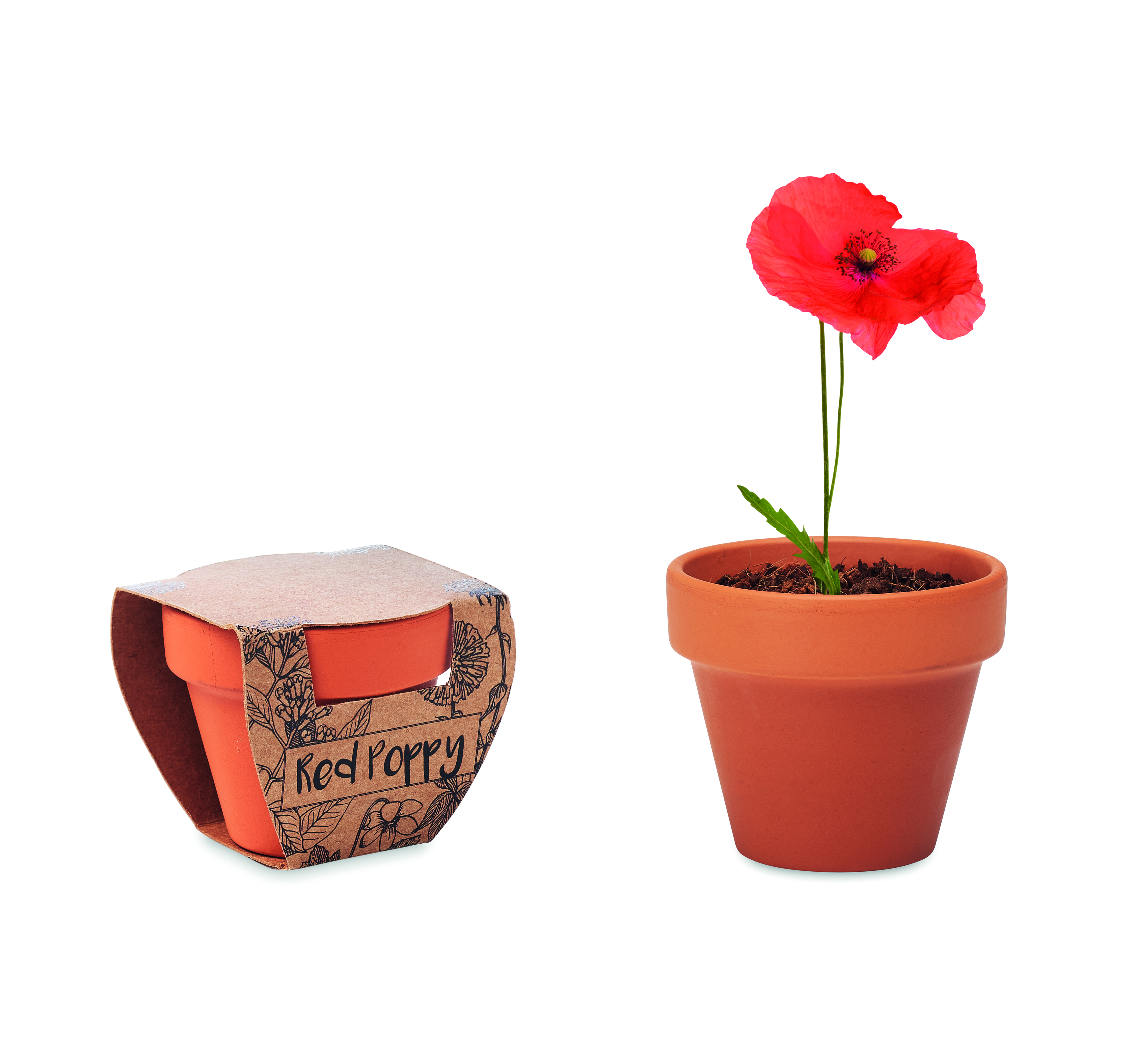 Mohn, Blume, Pflanze, Terrakotta-Topf, Rot